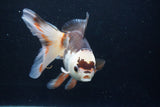 Thai Oranda  Tricolor 6 Inch (ID#927To2b-87) Free2Day SHIPPING