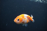 Baby Ranchu  Sakura 2.5 Inch (ID#0107R9c-34) Free2Day SHIPPING