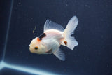 Baby Thai Oranda  Panda 3 Inch (ID#1018ToPTA-43) Free2Day SHIPPING