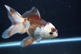 Thai Oranda  Tricolor 6 Inch (ID#927To2b-87) Free2Day SHIPPING