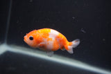 Baby Ranchu  Sakura 2.5 Inch (ID#0107R9c-34) Free2Day SHIPPING