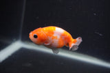 Baby Ranchu  Sakura 2.5 Inch (ID#0107R9c-34) Free2Day SHIPPING