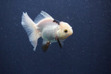 Baby Thai Oranda  Panda 3 Inch (ID#1018ToPTA-43) Free2Day SHIPPING