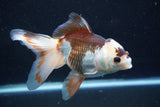 Thai Oranda  Tricolor 6 Inch (ID#927To2b-87) Free2Day SHIPPING