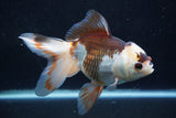 Thai Oranda  Tricolor 6 Inch (ID#927To2b-87) Free2Day SHIPPING