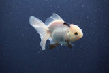 Baby Thai Oranda  Panda 3 Inch (ID#1018ToPTA-43) Free2Day SHIPPING