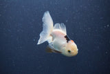 Baby Thai Oranda  Panda 3 Inch (ID#1018ToPTA-43) Free2Day SHIPPING