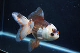 Thai Oranda  Tricolor 6 Inch (ID#927To2b-87) Free2Day SHIPPING