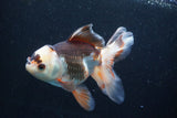 Thai Oranda  Tricolor 6 Inch (ID#927To2b-87) Free2Day SHIPPING