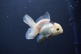 Baby Thai Oranda  Panda 3 Inch (ID#1018ToPTA-43) Free2Day SHIPPING