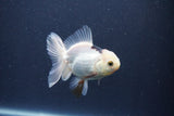 Baby Thai Oranda  Panda 3 Inch (ID#1018ToPTA-43) Free2Day SHIPPING