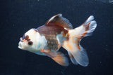 Thai Oranda  Tricolor 6 Inch (ID#927To2b-87) Free2Day SHIPPING