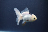 Baby Thai Oranda  Panda 3 Inch (ID#1018ToPTA-43) Free2Day SHIPPING