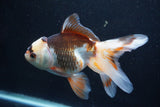 Thai Oranda  Tricolor 6 Inch (ID#927To2b-87) Free2Day SHIPPING