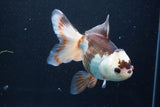 Thai Oranda  Tricolor 6 Inch (ID#927To2b-87) Free2Day SHIPPING