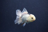 Baby Thai Oranda  Panda 3 Inch (ID#1018ToPTA-43) Free2Day SHIPPING