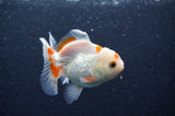 Juvenile Thai Oranda  Red White 3.5 Inch (ID#411T13b-57) Free2Day SHIPPING
