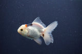 Baby Thai Oranda  Panda 3 Inch (ID#1018ToPTA-43) Free2Day SHIPPING