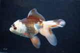 Thai Oranda  Tricolor 6 Inch (ID#927To2b-87) Free2Day SHIPPING