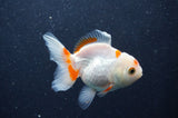 Juvenile Thai Oranda  Red White 3.5 Inch (ID#411T13b-57) Free2Day SHIPPING