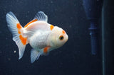 Juvenile Thai Oranda  Red White 3.5 Inch (ID#411T13b-57) Free2Day SHIPPING