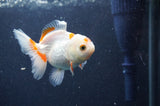 Juvenile Thai Oranda  Red White 3.5 Inch (ID#411T13b-57) Free2Day SHIPPING