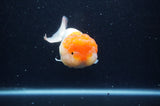 Lionhead  Red White 4.5 Inch (ID#311L9a-109) Free2Day SHIPPING