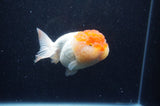 Lionhead  Red White 4.5 Inch (ID#311L9a-109) Free2Day SHIPPING