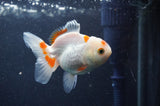 Juvenile Thai Oranda  Red White 3.5 Inch (ID#411T13b-57) Free2Day SHIPPING
