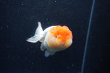 Lionhead  Red White 4.5 Inch (ID#311L9a-109) Free2Day SHIPPING