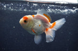 Juvenile Thai Oranda  Red White 3.5 Inch (ID#411T13b-57) Free2Day SHIPPING