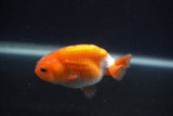 Baby Ranchu  Red White 3 Inch (ID#0107R9c-36) Free2Day SHIPPING