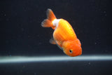 Baby Ranchu  Red White 3 Inch (ID#0107R9c-36) Free2Day SHIPPING