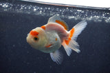 Juvenile Thai Oranda  Red White 3.5 Inch (ID#411T13b-57) Free2Day SHIPPING