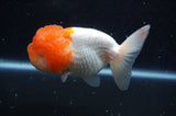 Lionhead  Red White 4.5 Inch (ID#311L9a-109) Free2Day SHIPPING
