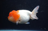 Lionhead  Red White 4.5 Inch (ID#311L9a-109) Free2Day SHIPPING