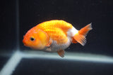 Baby Ranchu  Red White 3 Inch (ID#0107R9c-36) Free2Day SHIPPING