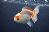 Juvenile Thai Oranda  Red White 3.5 Inch (ID#411T13b-57) Free2Day SHIPPING