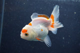 Juvenile Thai Oranda  Red White 3.5 Inch (ID#411T13b-57) Free2Day SHIPPING