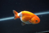 Baby Ranchu  Red White 3 Inch (ID#0107R9c-36) Free2Day SHIPPING