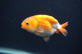 Baby Ranchu  Red White 3 Inch (ID#0107R9c-36) Free2Day SHIPPING