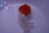 Lionhead  Red White 4.5 Inch (ID#311L9a-109) Free2Day SHIPPING