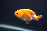 Baby Ranchu  Red White 3 Inch (ID#0107R9c-36) Free2Day SHIPPING