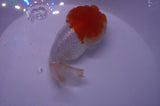 Lionhead  Red White 4.5 Inch (ID#311L9a-109) Free2Day SHIPPING