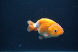 Baby Ranchu  Red White 3 Inch (ID#0107R9c-36) Free2Day SHIPPING