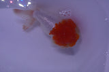 Lionhead  Red White 4.5 Inch (ID#311L9a-109) Free2Day SHIPPING