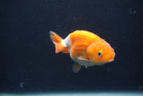 Baby Ranchu  Red White 3 Inch (ID#0107R9c-36) Free2Day SHIPPING