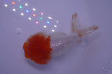 Lionhead  Red White 4.5 Inch (ID#311L9a-109) Free2Day SHIPPING