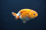 Baby Ranchu  Red White 3 Inch (ID#0107R9c-36) Free2Day SHIPPING