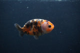 Baby Ranchu  Calico 3 Inch (ID#0107R9c-37) Free2Day SHIPPING